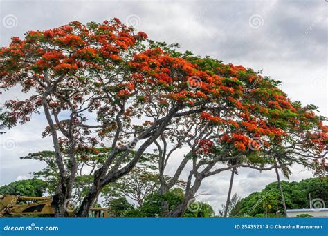 Flamboyant Tree Photos, Download The BEST Free .